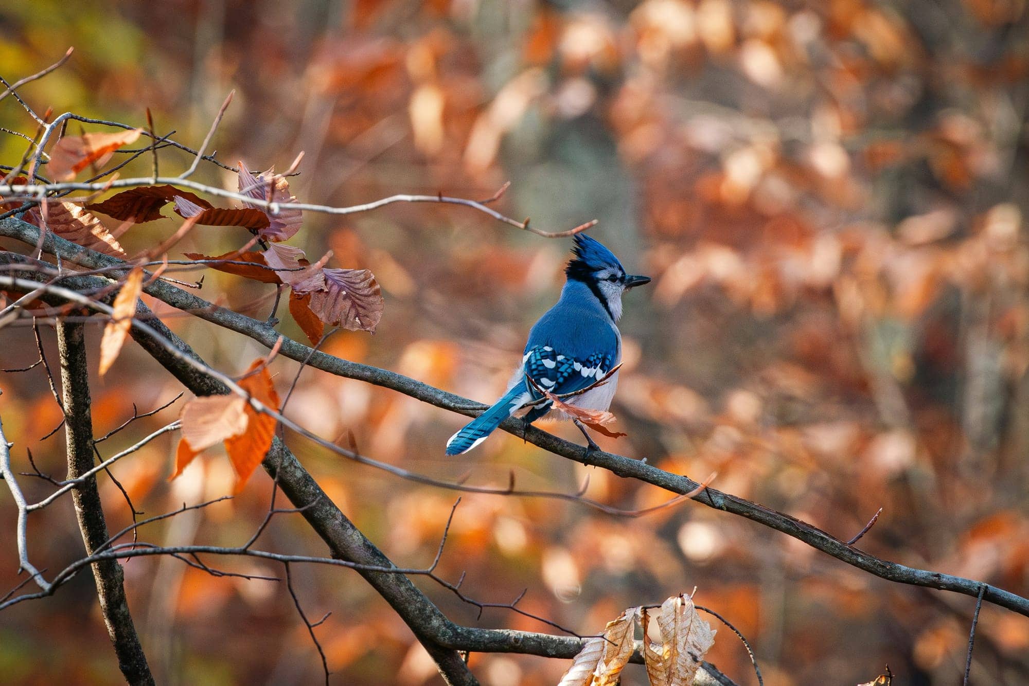 Invest Like a Blue Jay