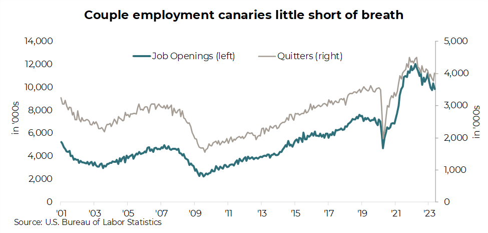 Couple employment canaries little shirt of breath